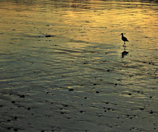 Sandpiper