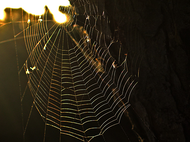Golden Web