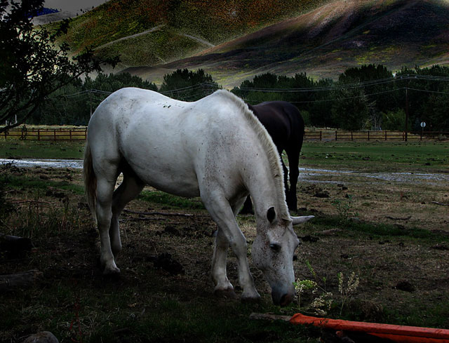 Sun-Valley-Horse-2.jpg
