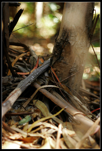 stumpie