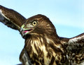 wwwRedTailCR.jpg