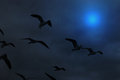 Nightbirds