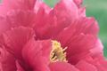 Peony