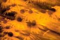 Black Eyed Susan