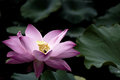 Lily with Bee
