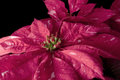 Pointsettia