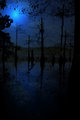 Moonlit Swamp