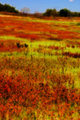meadow