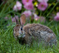 bunny.jpg
