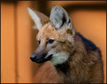 manedwolf1.jpg