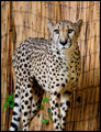 cheetah1.jpg