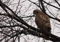 hawk1.jpg