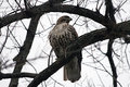 hawk2.jpg