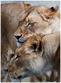 nuzzle