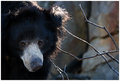 slothbear.jpg