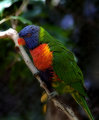 bird1.jpg