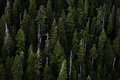 forest.jpg