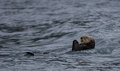 otter.jpg