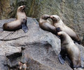 sealions.jpg