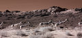 antelope.jpg
