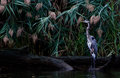 IMG_4399heron.jpg