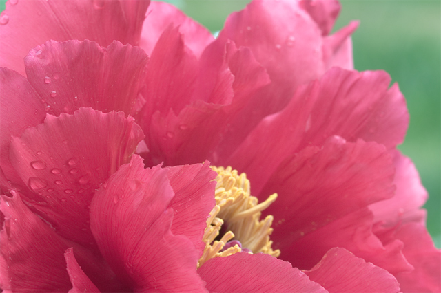 Peony