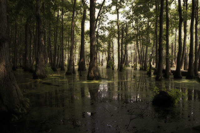 Swamp