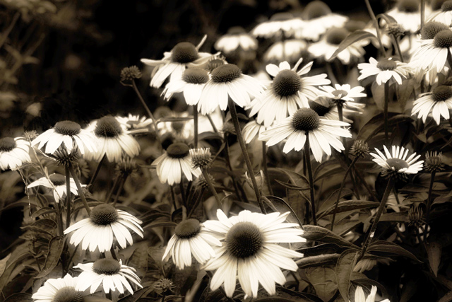 Daisies
