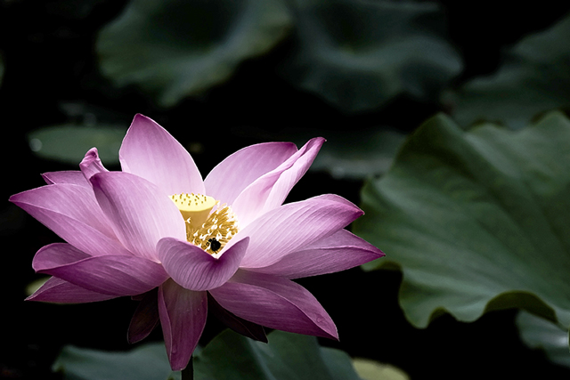 Lily with Bee