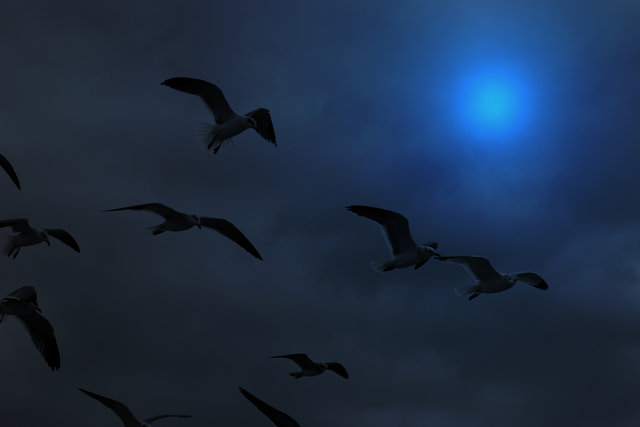 Nightbirds