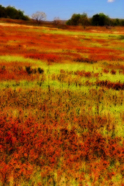 meadow