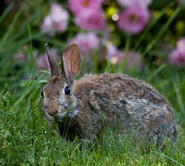bunny.jpg