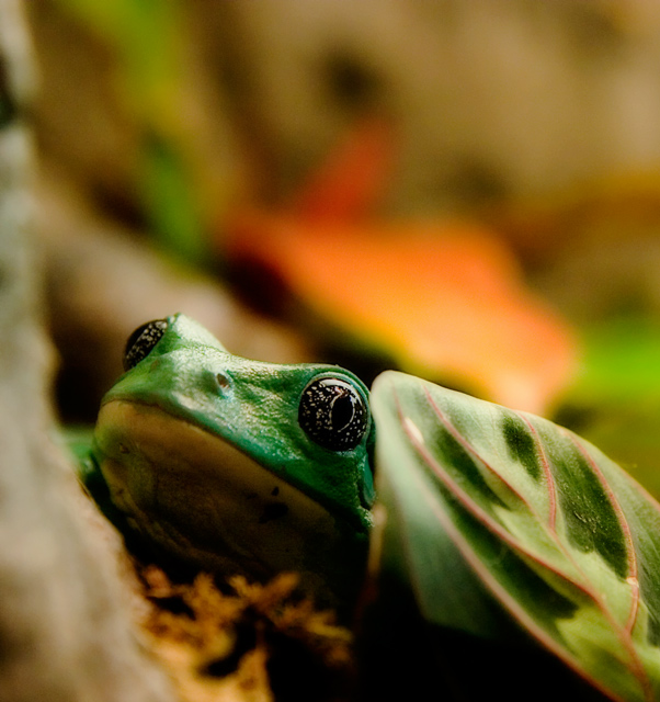 frog.jpg