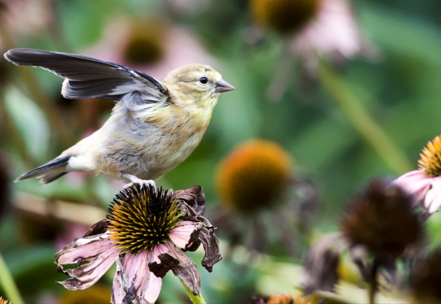 Finch