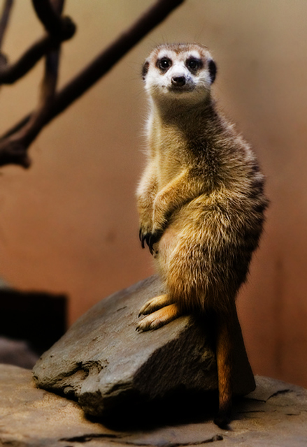 meerkat