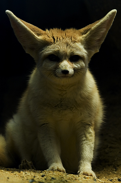 fennec.jpg