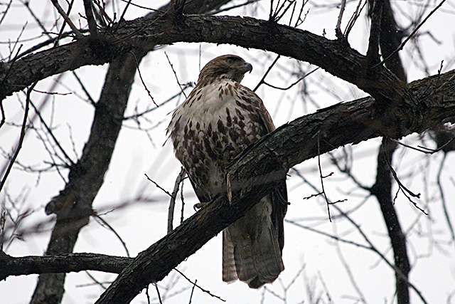 hawk2.jpg