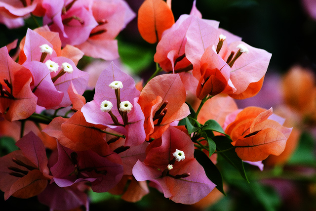 flower1.jpg
