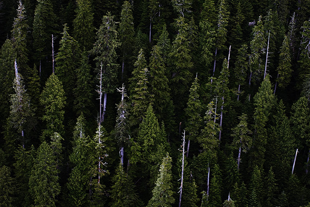 forest.jpg
