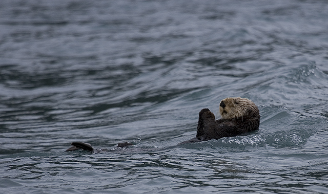 otter.jpg