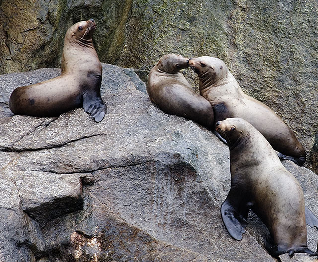 sealions.jpg