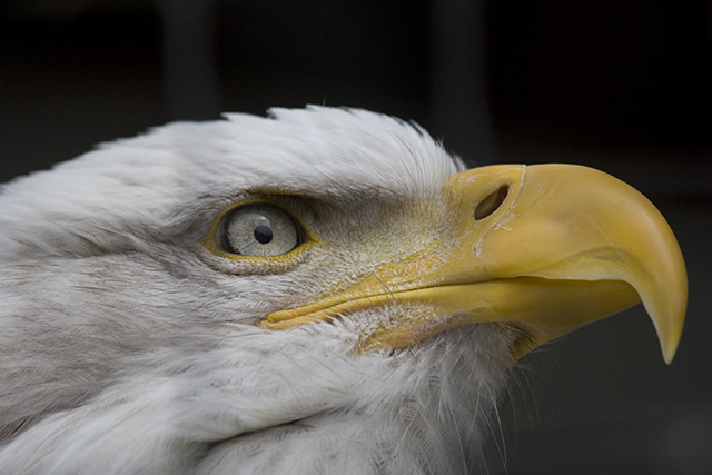 _MG_0061.jpg