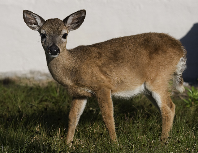 Key Deer