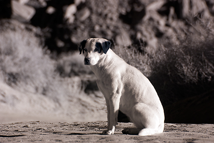 desert-dog.jpg