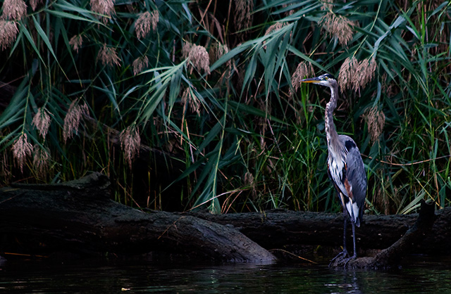 IMG_4399heron.jpg