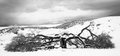 Dead Tree