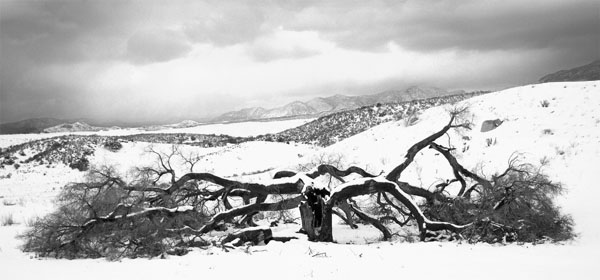 Dead Tree