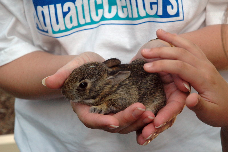 rabbitinhands.jpg