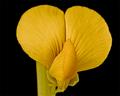 Unknown FLower