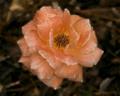 Ethereal Rose
